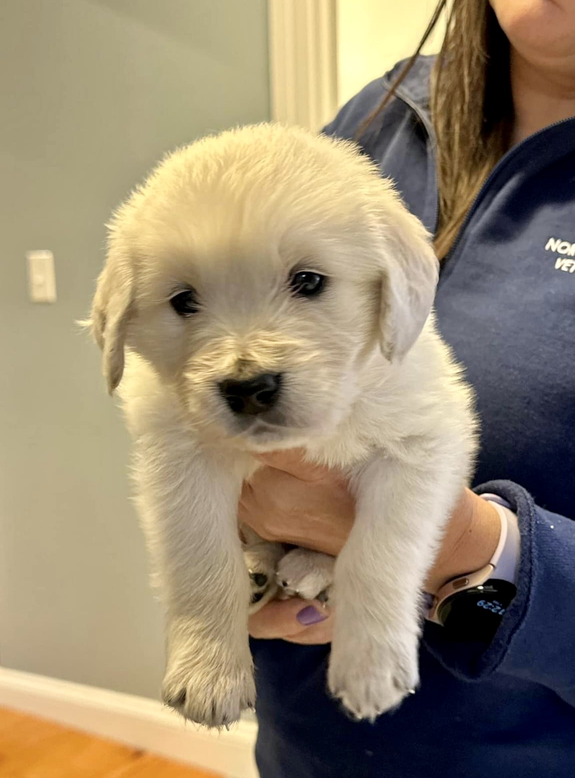 Fluffy Golden Retriever puppy being held